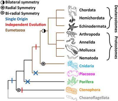 Physiology and Evolution of Voltage-Gated Calcium Channels in Early Diverging Animal Phyla: Cnidaria, Placozoa, Porifera and Ctenophora